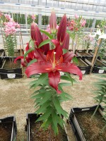 [4284 Scorpio Mak No01.JPG]